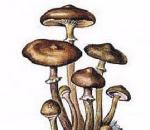 Полезные свойства грибов-опят