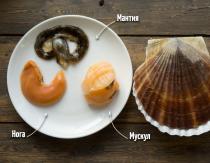 Pokrovača: pogovorimo se o koristih in dragocenih lastnostih morskih sadežev