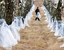 Когда лучше всего собирать березовый сок Рецепты безалкогольных напитков