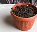Правильное выращивание салата на подоконнике из семян