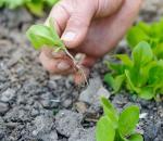 Выращивание листового салата из семян в домашних условиях, теплице и открытом грунте когда сажать