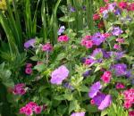 27 گل بی تکلف برای باغبانان مبتدی