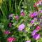 Acemi bahçıvanlar için 27 gösterişsiz çiçek