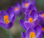 Imena, opisi, pomen vijoličnih cvetov