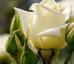Kaj simbolizirajo bele vrtnice?