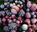 Tinkture iz jagodičja: zdravilna moč in edinstven okus