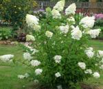Garden paniculata hortenzija - sajenje in nega na odprtem terenu