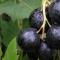 Description of the best varieties of blackcurrant