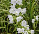 Bele zvončaste rože