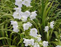 Cvjetovi bijela zvona