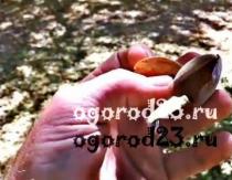 Mandlji - koristi in škoda neužitnega koščičastega sadja (oreščkov)