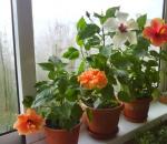 Нотки природы в доме: выбираем полезные комнатные растения
