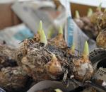 Каллы: выращивание и уход в саду, особенности посадки