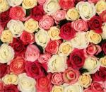 Kaj pomenijo vrtnice glede na barvo brstov?