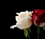 Букет роз на языке цветов
