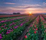 Tulipani: priporočila za gojenje in nego