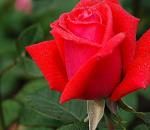 Pomen jezika rož in simbolika barve vrtnice