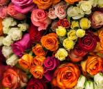 Rumene vrtnice - pomen barve