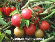 گوجه فرنگی: بهترین انواع برای زمین باز