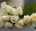 Kaj pomenijo bele vrtnice?