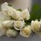 What do white roses mean