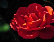 گل رز قرمز نمادی از راز الهی است